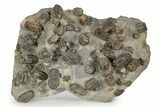Cluster Of + Austerops Trilobite & Harpid - Jorf, Morocco #356935-1